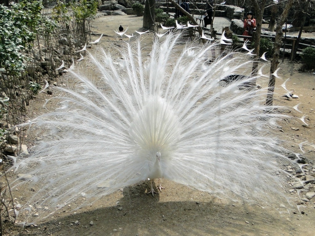 царица