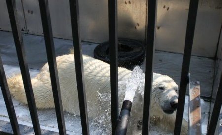 Аграрная группа стала опекуном белого медведя и трехлапой пумы Аграрная группа стала опекуном белого медведя и трехлапой пумы