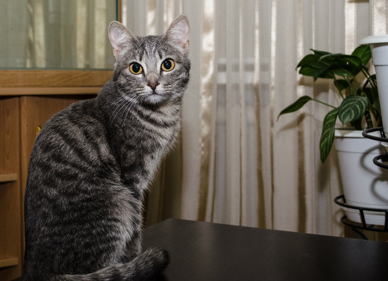 Найдена кошка Найдена кошка