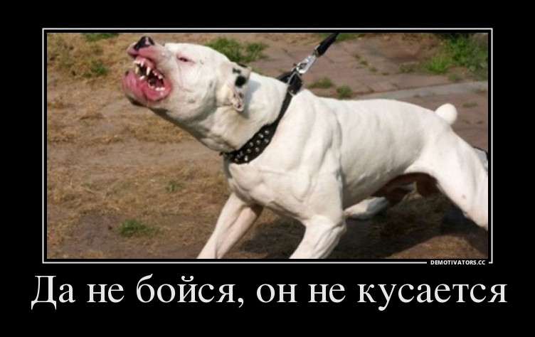 Выгул собак в прибрежном парке Выгул собак в прибрежном парке