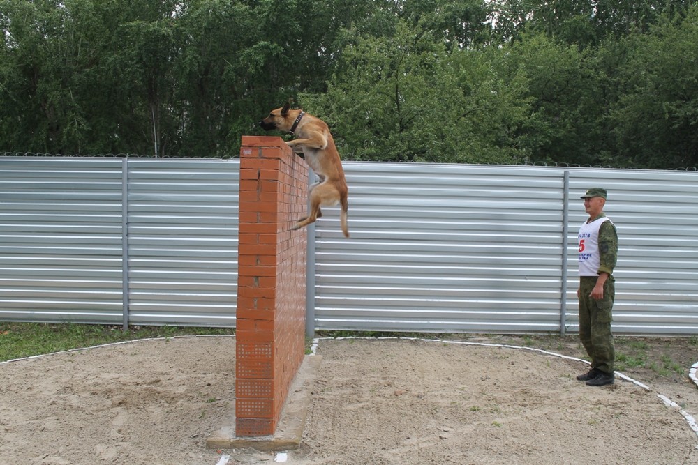В городе состоялись соревнования по многоборью со служебными собаками В городе состоялись соревнования по многоборью со служебными собаками
