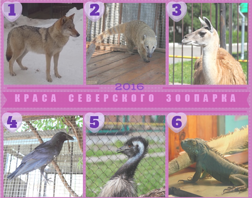 Волчица Ночка стала первой красой зоопарка Волчица Ночка стала первой красой зоопарка