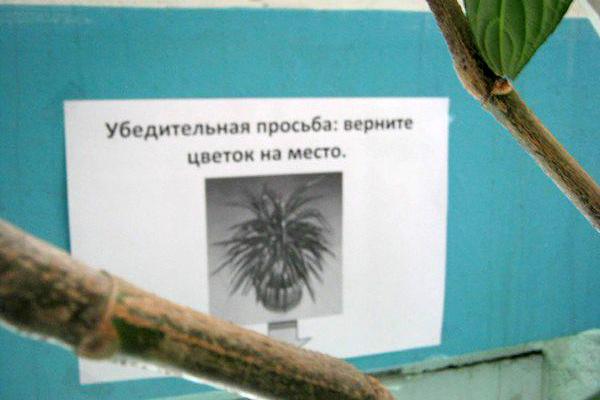 «Три поросёнка» «Три поросёнка»