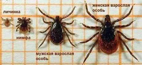 Профилактика клещевого энцефалита Профилактика клещевого энцефалита