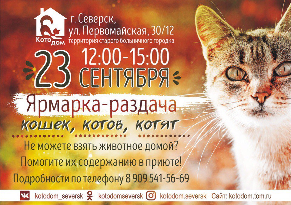 Ярмарка-раздача кошек Ярмарка-раздача кошек