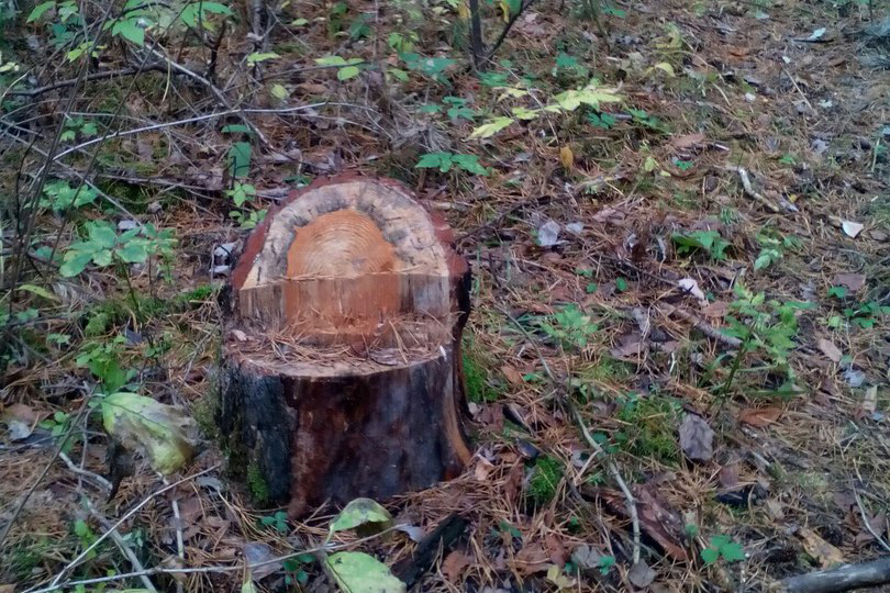 Вырубка леса продолжается Вырубка леса продолжается