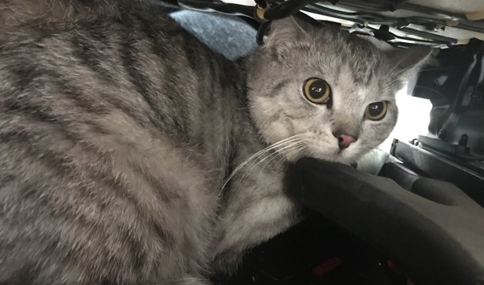Северчанин спас кота, выпавшего из багажника впереди идущей машины Северчанин спас кота, выпавшего из багажника впереди идущей машины