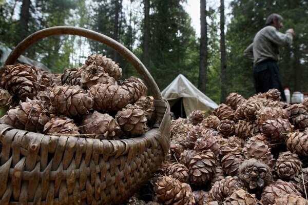 Лесники задержали более 60 человек за незаконный сбор шишек Лесники задержали более 60 человек за незаконный сбор шишек