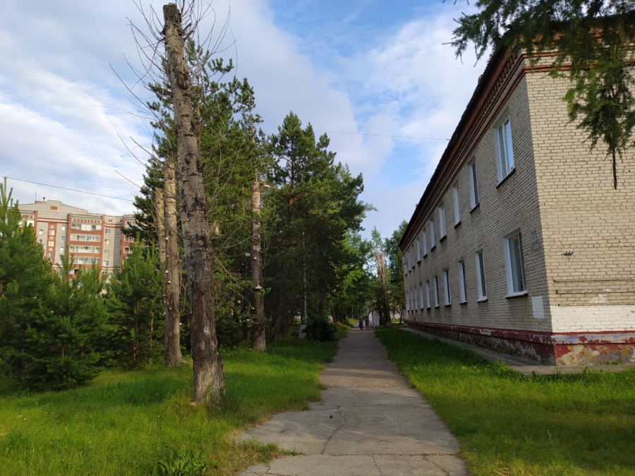 Письмо в редакцию. Коронирование деревьев Письмо в редакцию. Коронирование деревьев