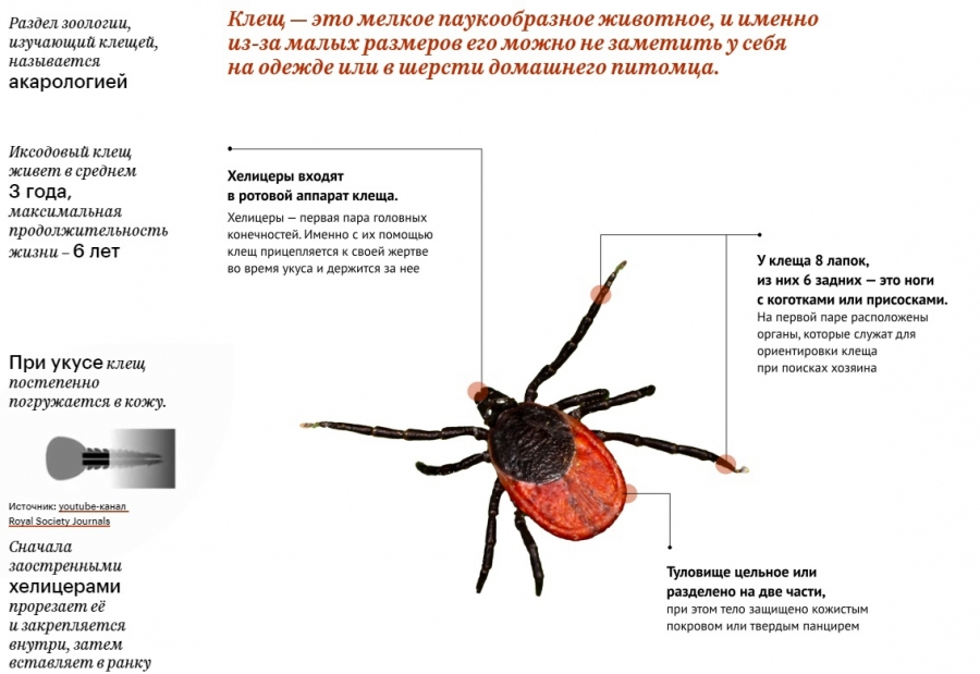 Сотрудники ТГУ подготовили мультимедиа-проект о клещах Сотрудники ТГУ подготовили мультимедиа-проект о клещах
