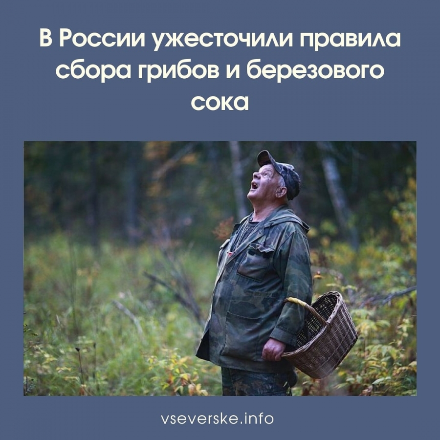 В России ужесточили правила сбора грибов и березового сока В России ужесточили правила сбора грибов и березового сока