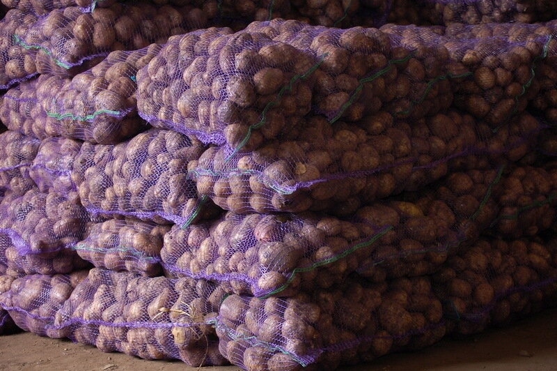 Северчан приглашают за свежим урожаем картофеля и овощной продукции Северчан приглашают за свежим урожаем картофеля и овощной продукции