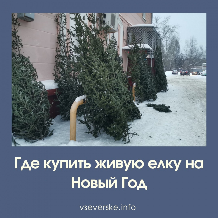 Адреса елочных базаров Адреса елочных базаров