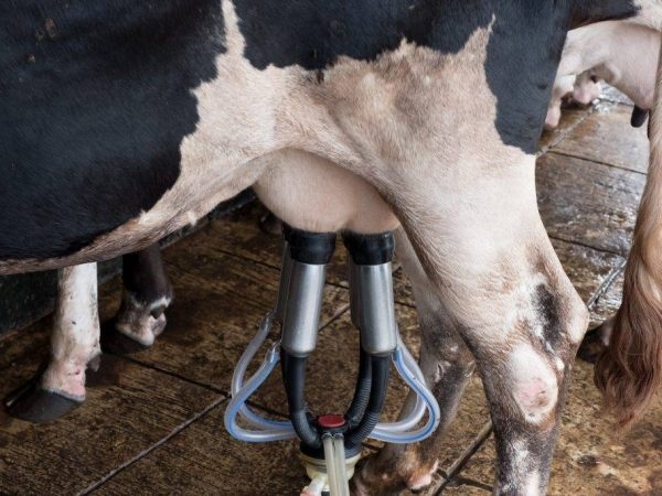 Томская область остается лидером в Сибири по молочной продуктивности Томская область остается лидером в Сибири по молочной продуктивности