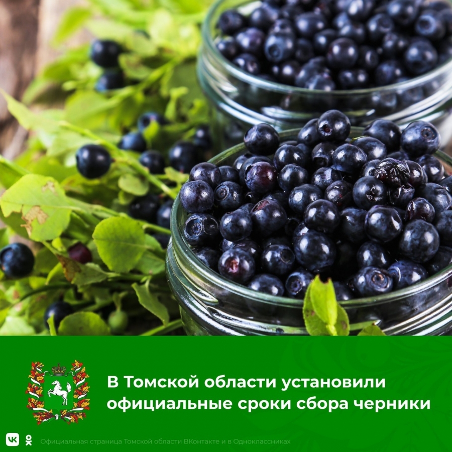 Официальные сроки сборка черники установлены в Томской области Официальные сроки сборка черники установлены в Томской области