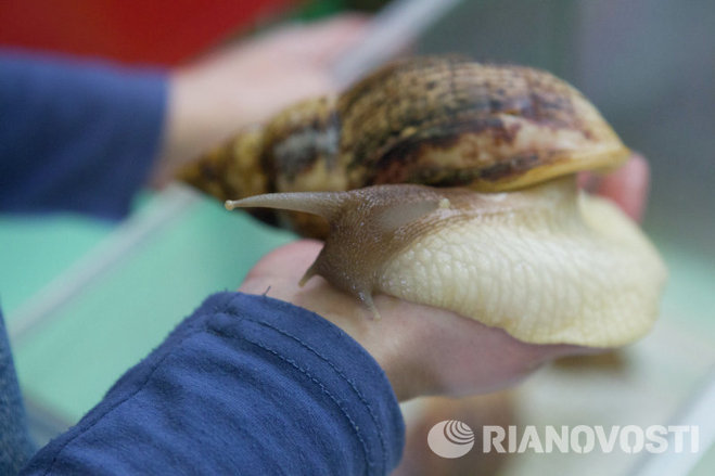 Посетители зоопарка смогли потрогать змей, улиток и тараканов Посетители зоопарка смогли потрогать змей, улиток и тараканов