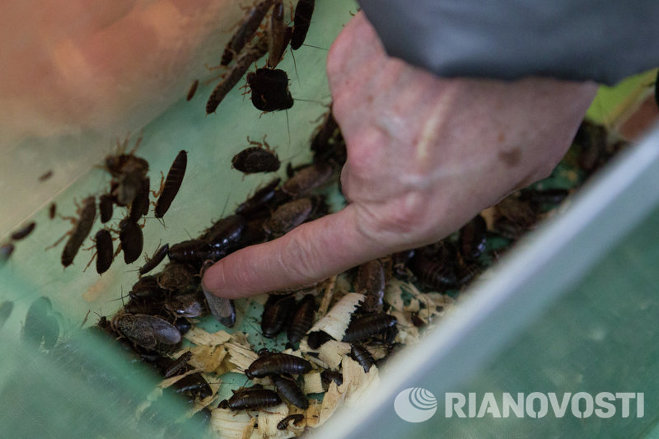 Посетители зоопарка смогли потрогать змей, улиток и тараканов Посетители зоопарка смогли потрогать змей, улиток и тараканов
