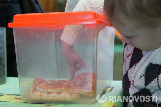 Посетители зоопарка смогли потрогать змей, улиток и тараканов Посетители зоопарка смогли потрогать змей, улиток и тараканов